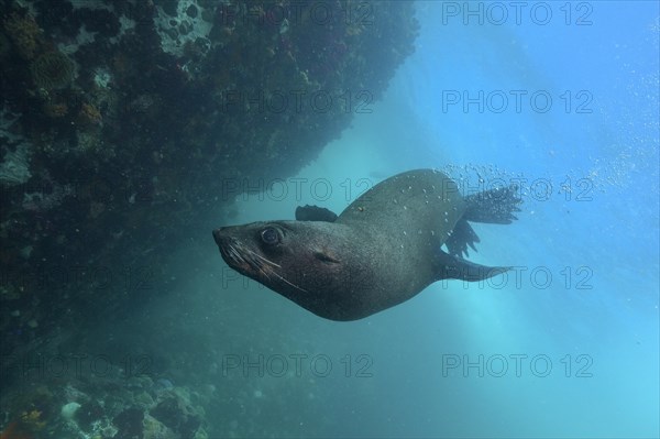 Cape fur seal