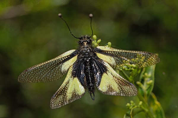 Owly Sulphur with open wings sitting on green stalk from behind