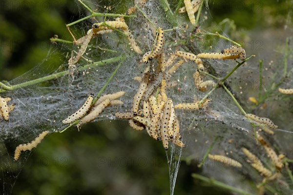 Weeping cherry moth several caterpillars in a common web