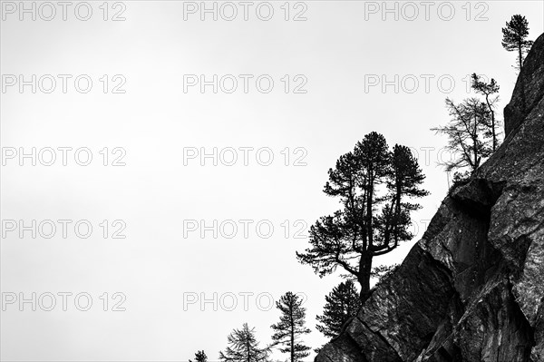 Single trees on rocky ridge in backlight