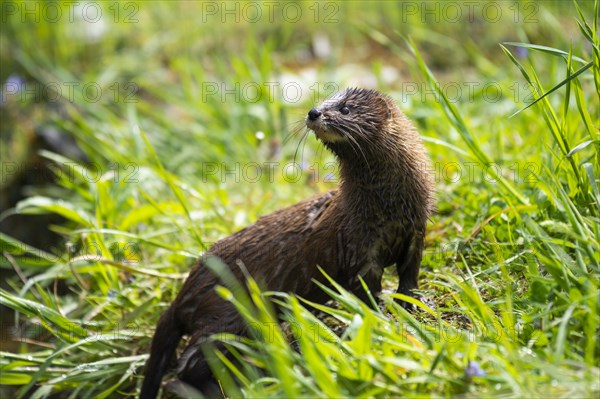 European mink