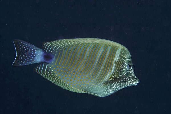 Desjardins sailfin tang