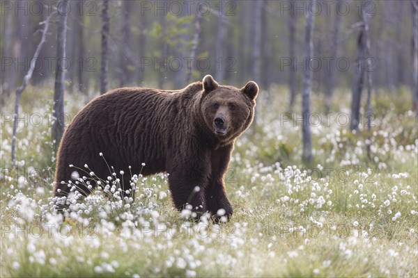 Brown bear