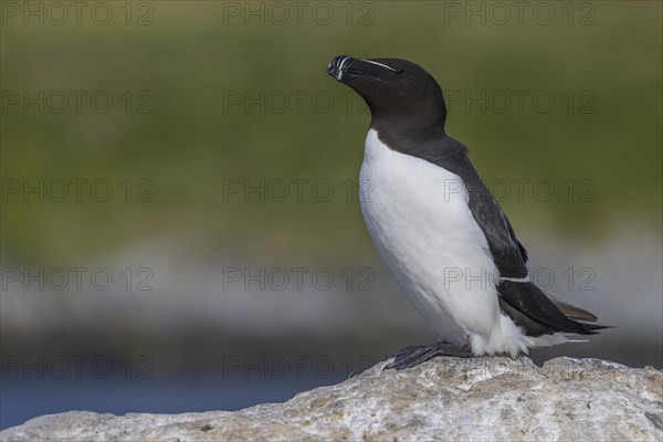 Razorbill