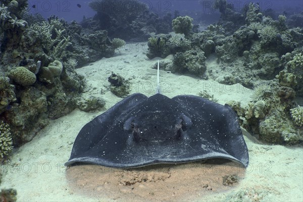 Portrait of black spotted ray