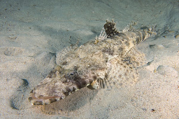 Tentacled flathead