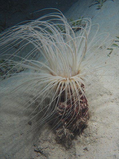 Tube-dwelling anemone