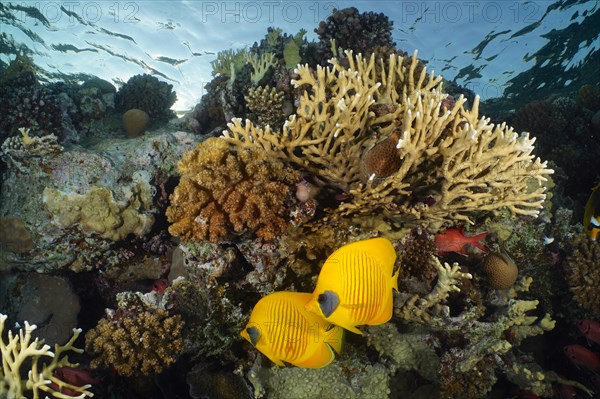 Pair of bluecheek butterflyfish