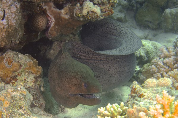 Giant Moray