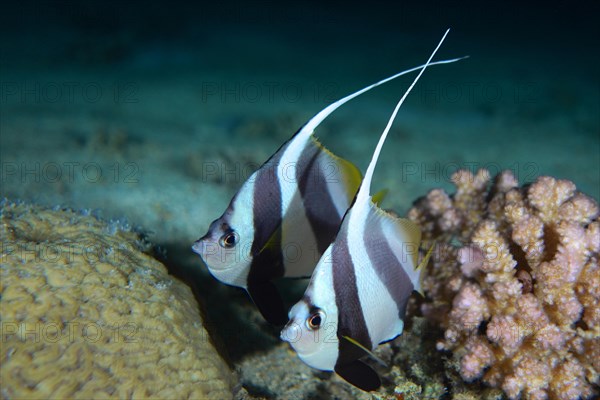 Pair of schooling bannerfish