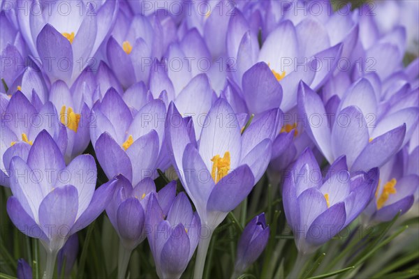 Woodland crocus