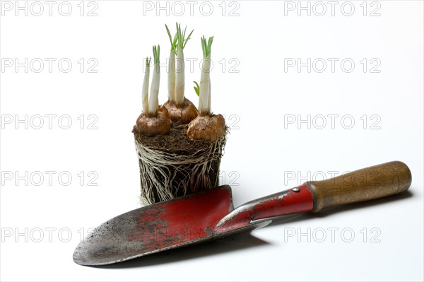 Floating Crocus Tubers with white crocus