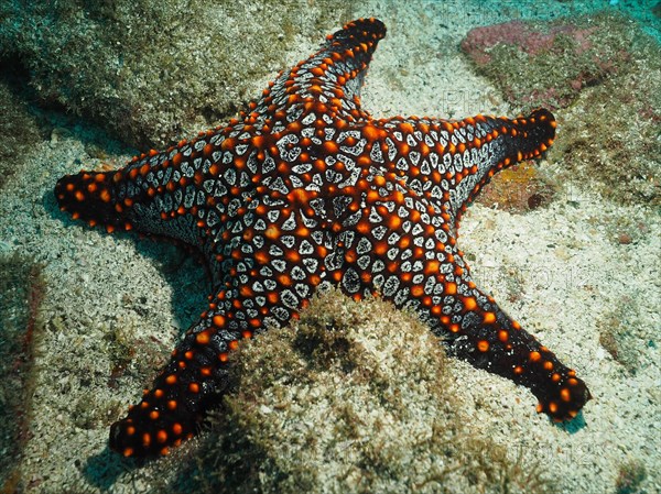 Panamic cushion seastar