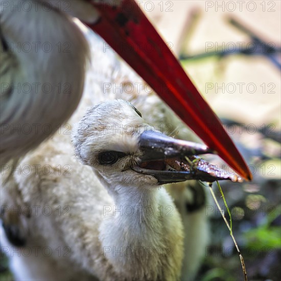 White stork