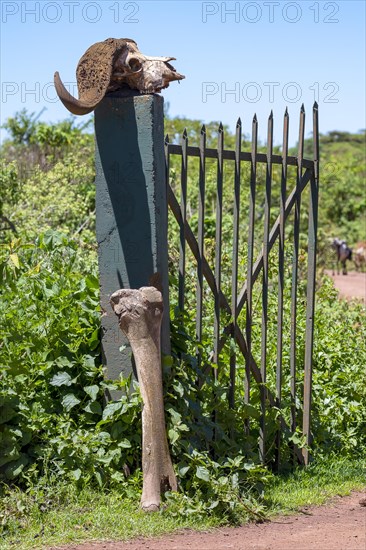 Cape buffalo