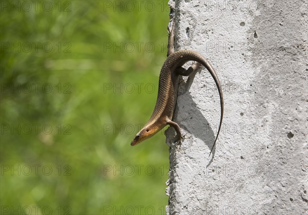 Many-striped mabuye