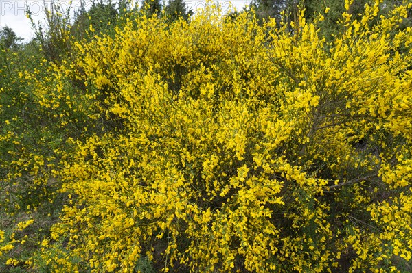 Common broom