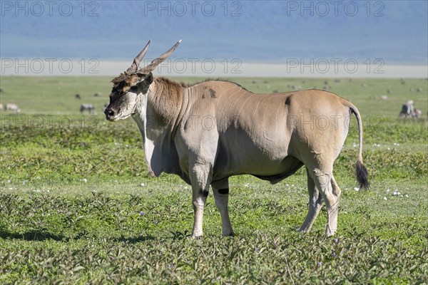 Common eland