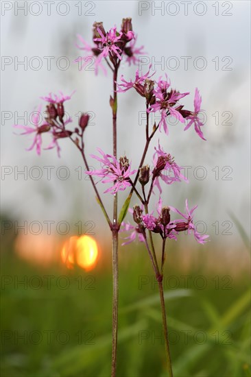 Ragged robin