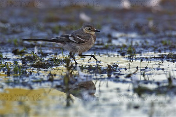 White wagtail