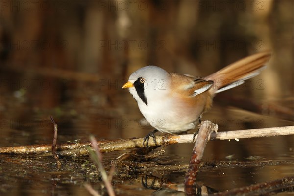 Bearded reedling