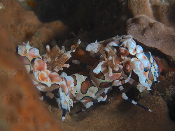 A pair of eastern harlequin shrimp