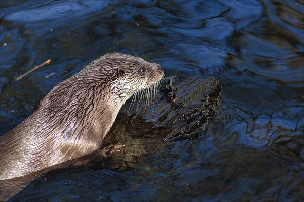 European otter