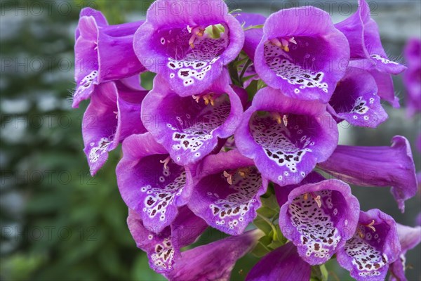 Purple Foxglove