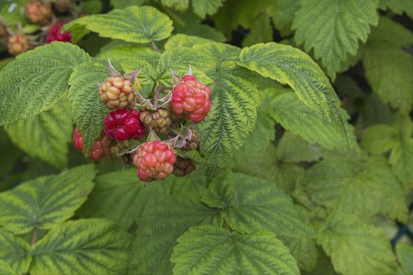 Wild Red Raspberry