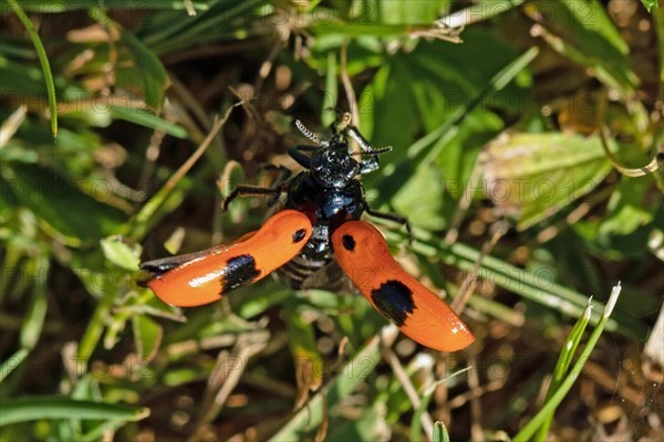 Ant sac beetle with open wings hanging on a blade of grass from behind