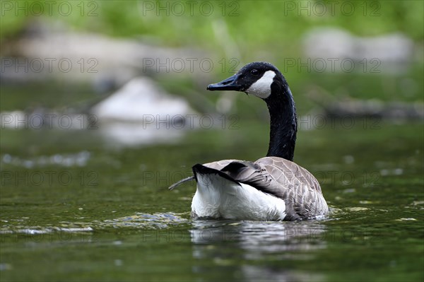 Canada Goose