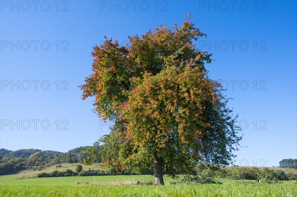 European pear