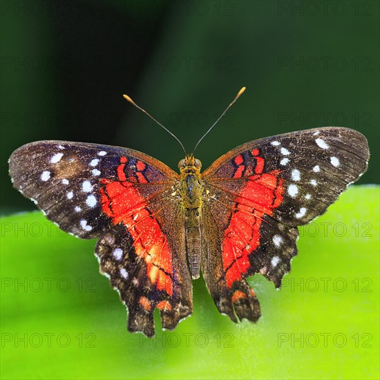 Red brown peacock