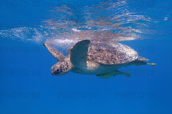 Green turtle