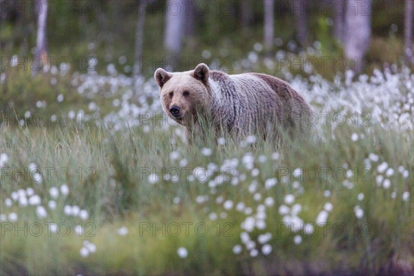 Brown bear