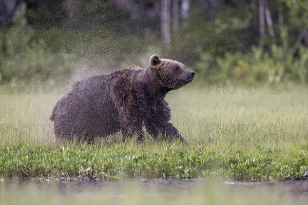 Brown bear