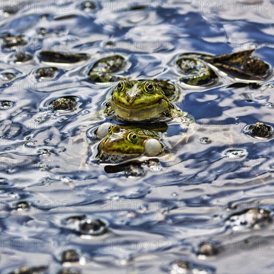 Pond frog