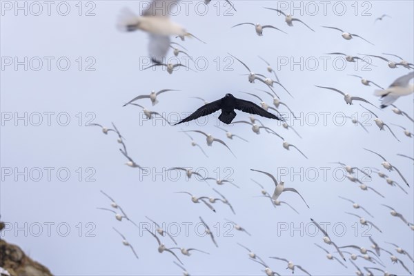 Common raven