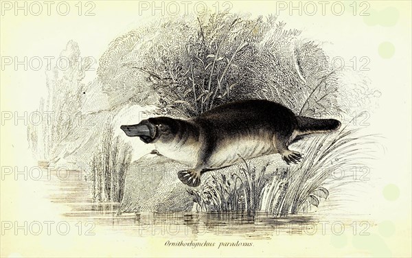 Platypus