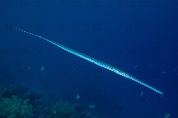 Bluespotted cornetfish