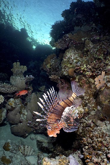 Common lionfish