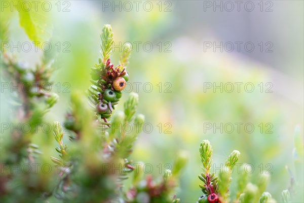 Black crowberry