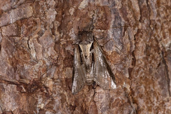 Lesser swallow prominent moth