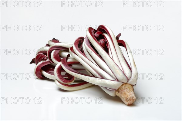 Radicchio