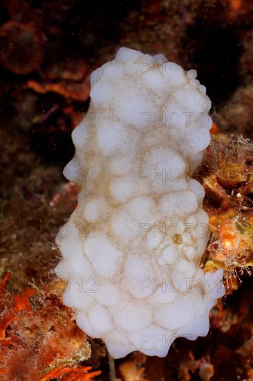 White sea squirt