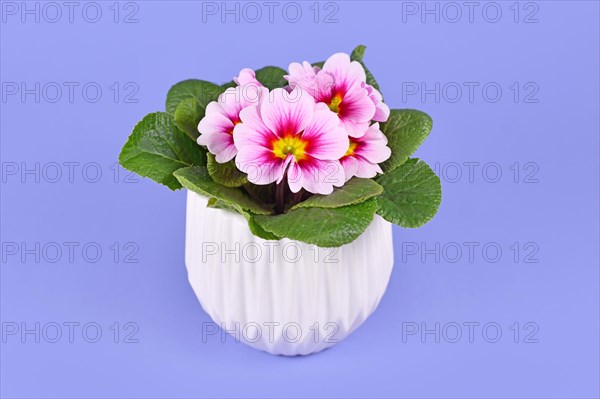 Potted pink primrose