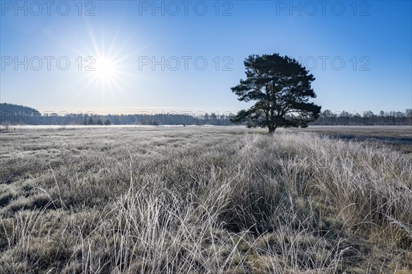 Scots pine