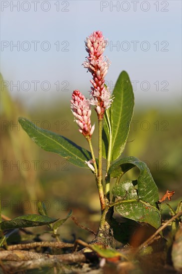 Water knotweed