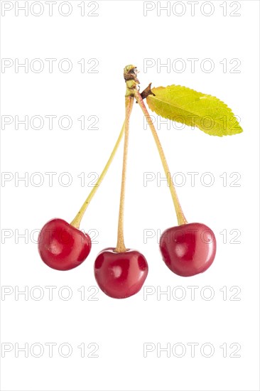 Sour cherry