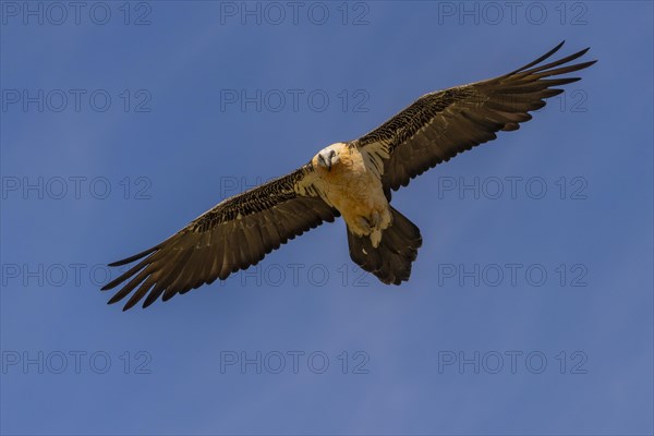 Bearded vulture